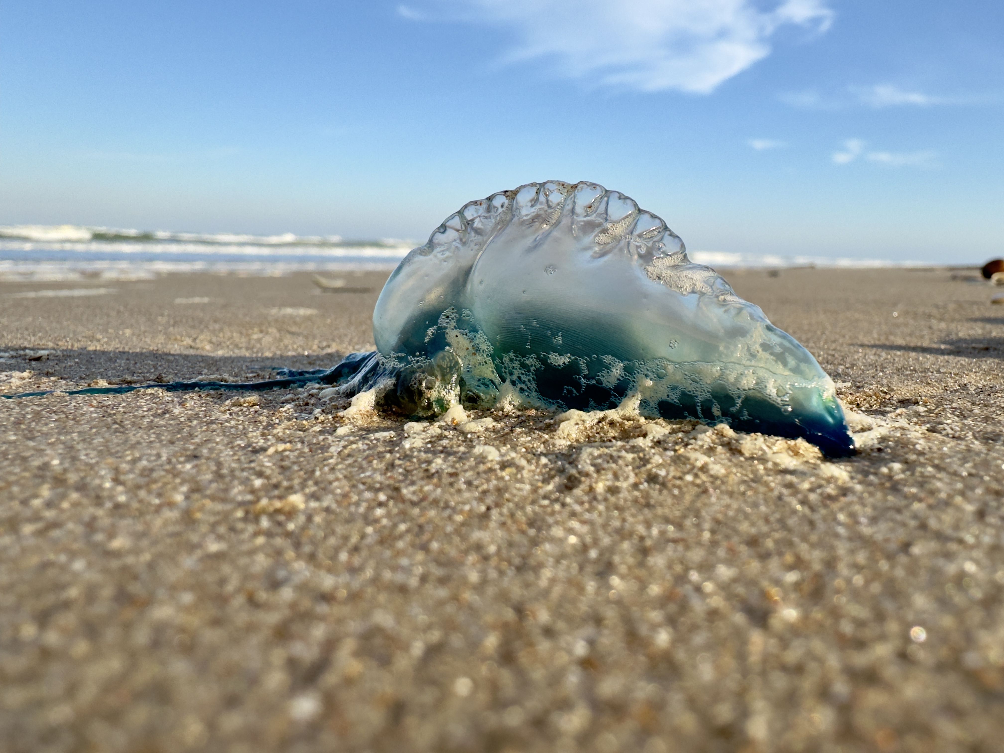 Portuguese man o' war washed up on a Texas beach