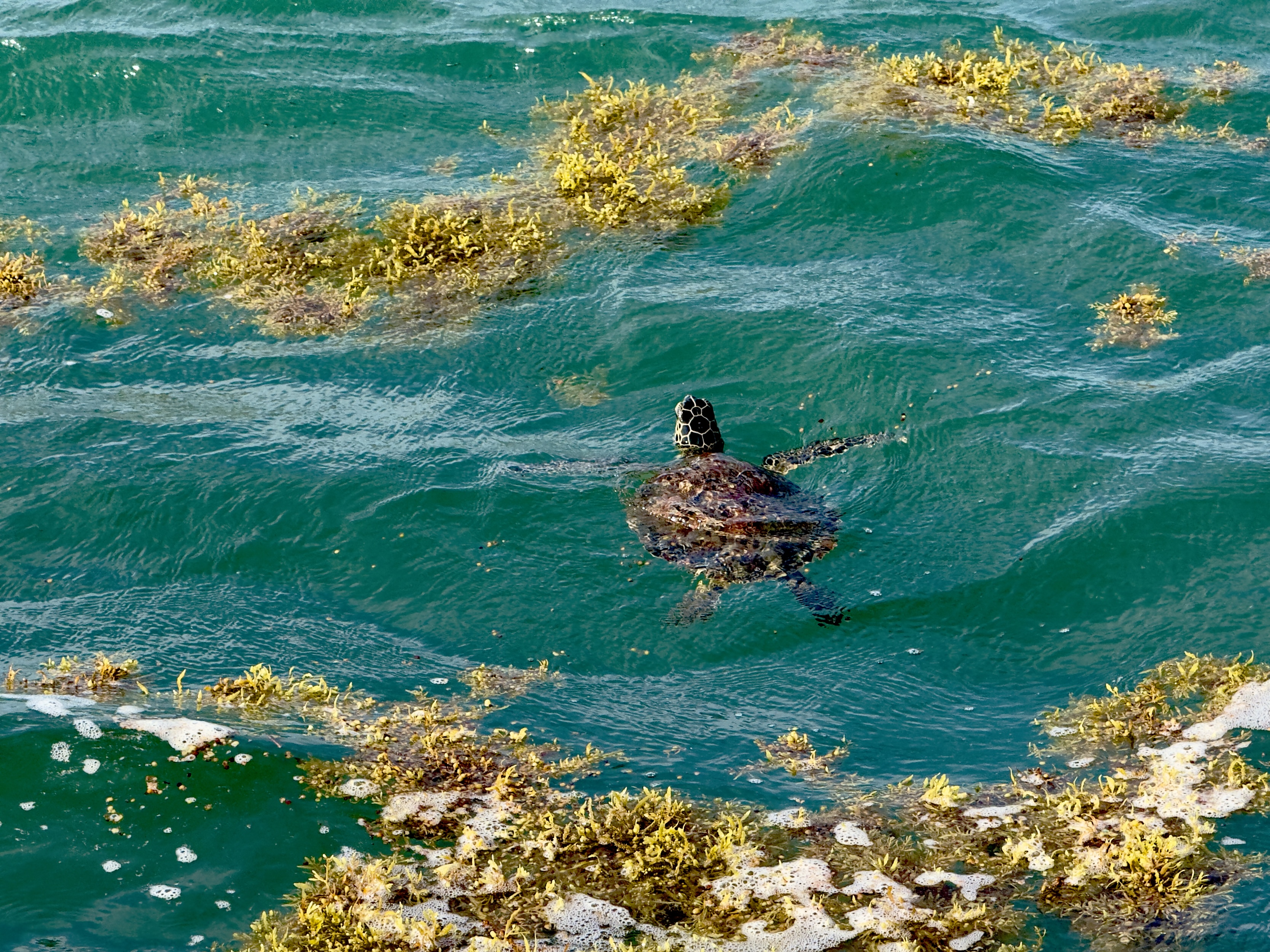 Wild sea turtle swimming through sargassum in the Gulf of Mexico
