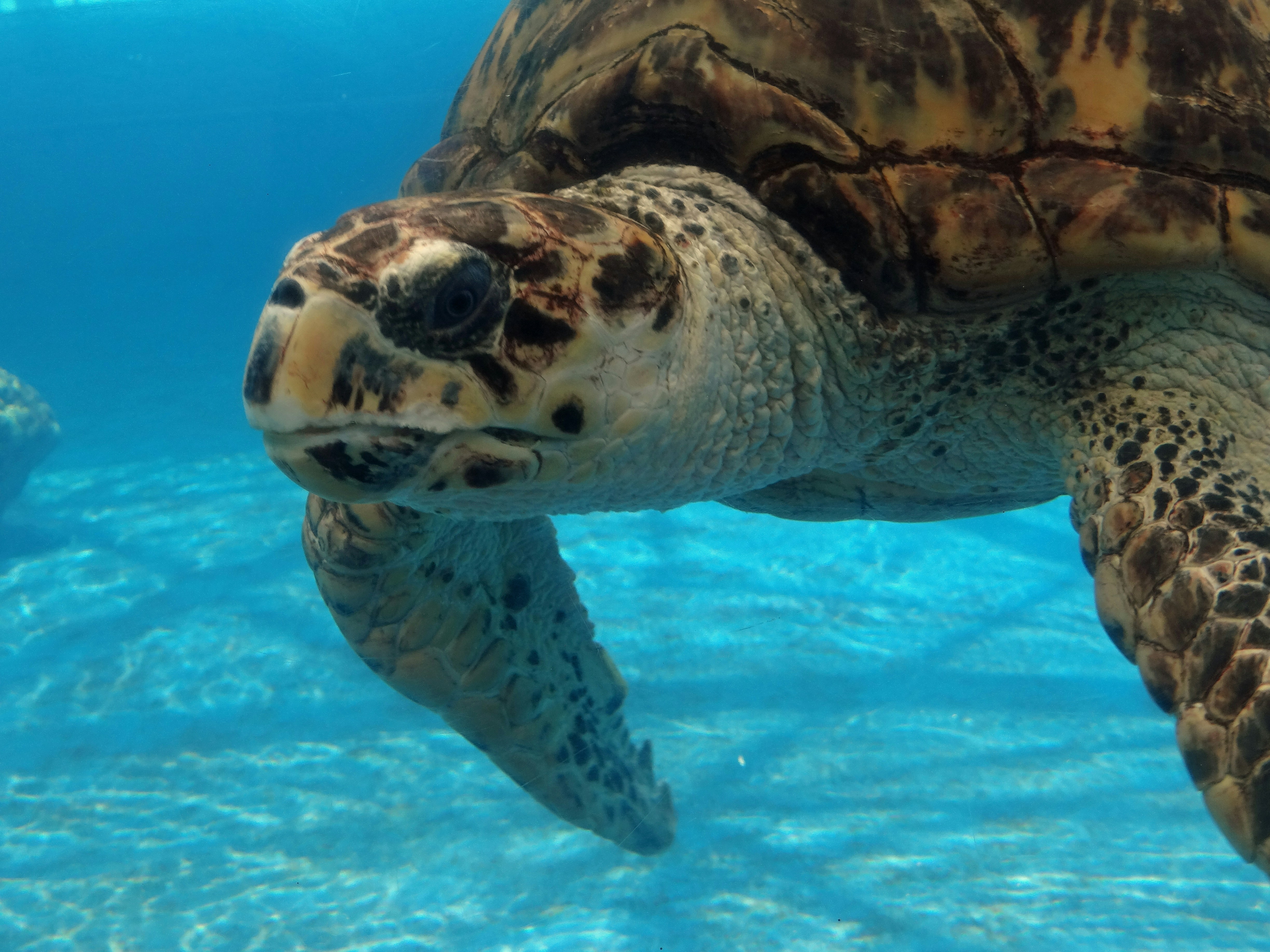 Sea turtle swimming underwater, close-up view